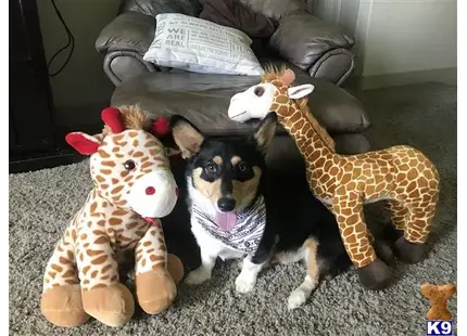 Pembroke Welsh Corgi